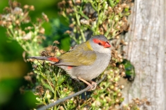 Red-browed-finch  (Neochmia temporalis)