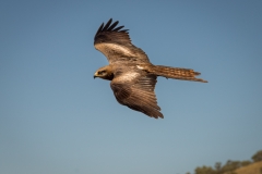 Eagle at Cloncurry