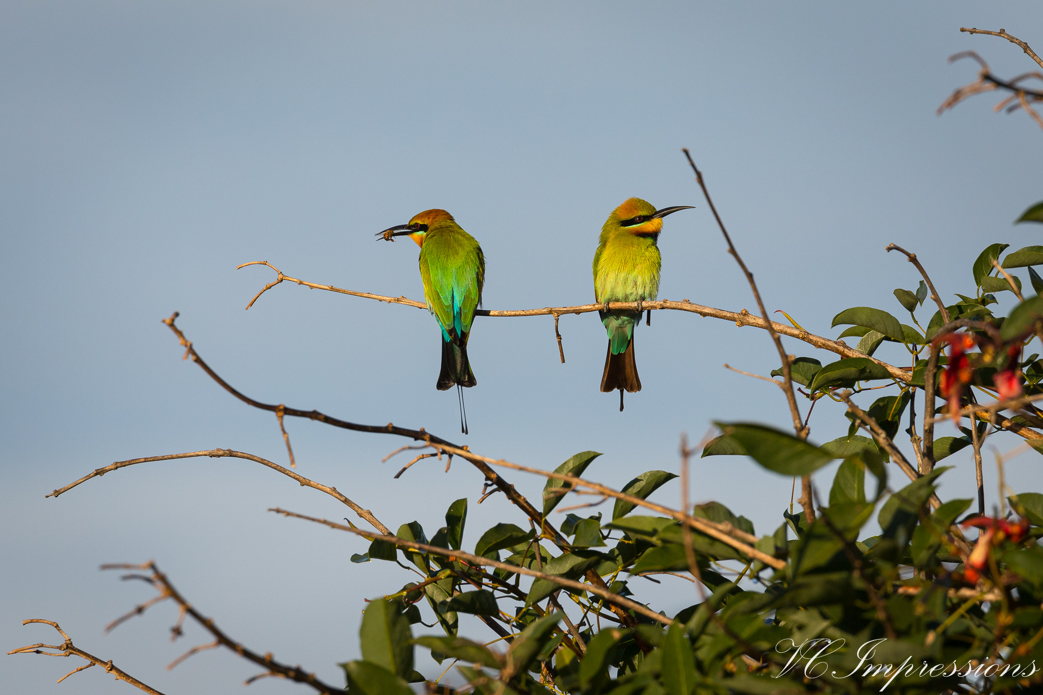 Pic Of The Day Rainbow Bee Eater