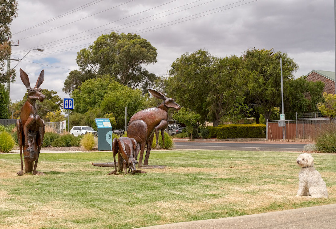 Shadow and the Kangaroos - Cranbrook