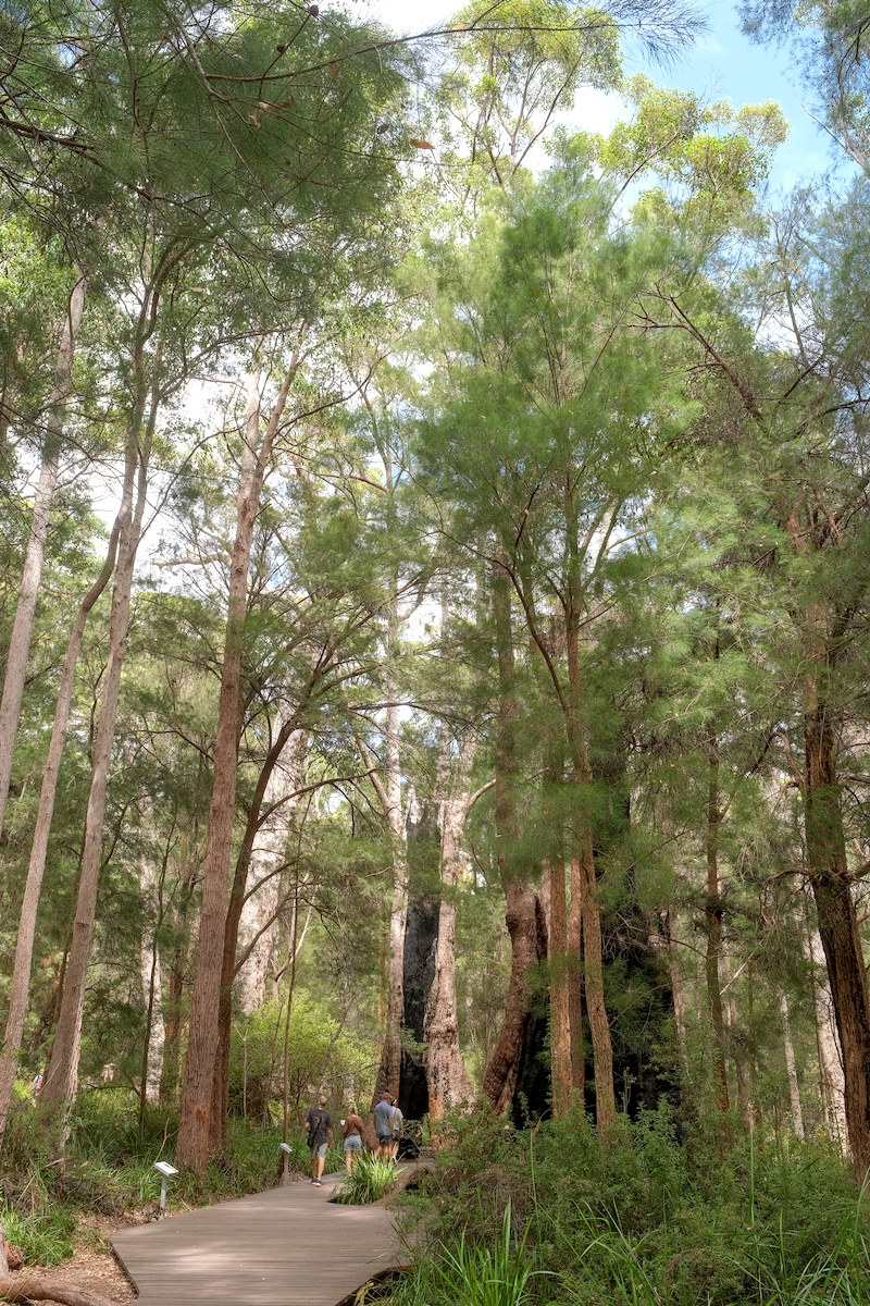 Valley of the Giants walk